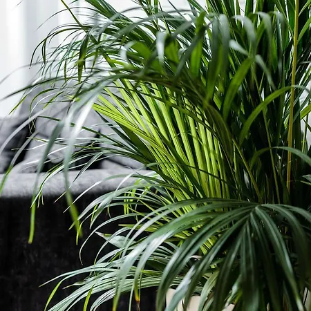 Lejlighed Platinia